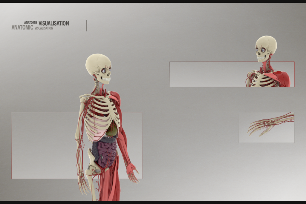 Anatomie Visualisation