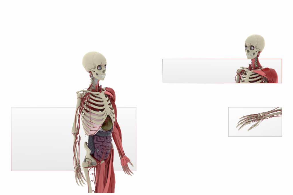 Anatomie Visualisation